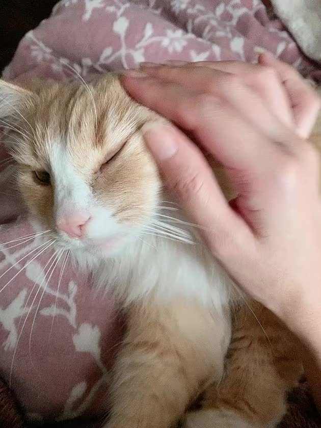 久しぶりの猫様🐱💕


お兄様方、姫様方お疲れ様です✨️


季節の変わり目無理なく過ごしましょうね(՞˶ᵒ̴̶̷᷄꒳ᵒ̴̶̷᷅ ˶՞)

おやすみなさい🌙‪‪ᩚ✩.*˚(ृ ˘ ꒳ ˘  ृ 　)ु


Ina🐈‍⬛🎀