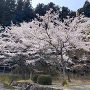 きよ