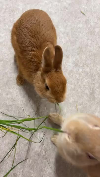 うさぎです🐰
あけましておめでとうございます！
昨年はたくさんのお兄さんに会えてとっても充実した一年になりました😊
ありがとうございます🌸
本年も、うさぎちゃんに会いたい！と思って貰えるように日々精進しますので、
どうぞよろしくお願い致します🫶🫶🫶

年末はあんなに予告していたのに、まさかの事故に巻き込まれて出勤ができずご迷惑をおかけしました💦

年始は今日15:00~24:00で受け付けております🐰🍓

前日、当日のご予約はネットまたはお店に直接お願いします🙏
他の日程はメッセージから私と直接のやり取りで姫予約が取れます🫧🫧🫧

ご予約ぜひぜひ待ってます💗