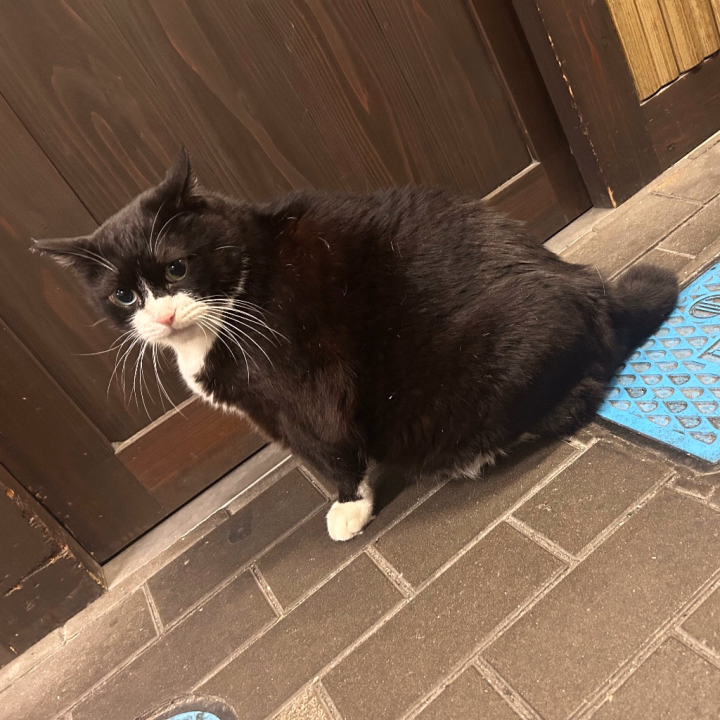 某SNSでバズってる仙台のとある場所の野良ぬこちゃん。

人馴れしてるからかカメラ目線貰いました(　◜ω◝　)

さて今日は仙台└( 'ω')┘ムキッ