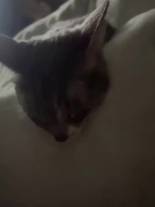 ㍕