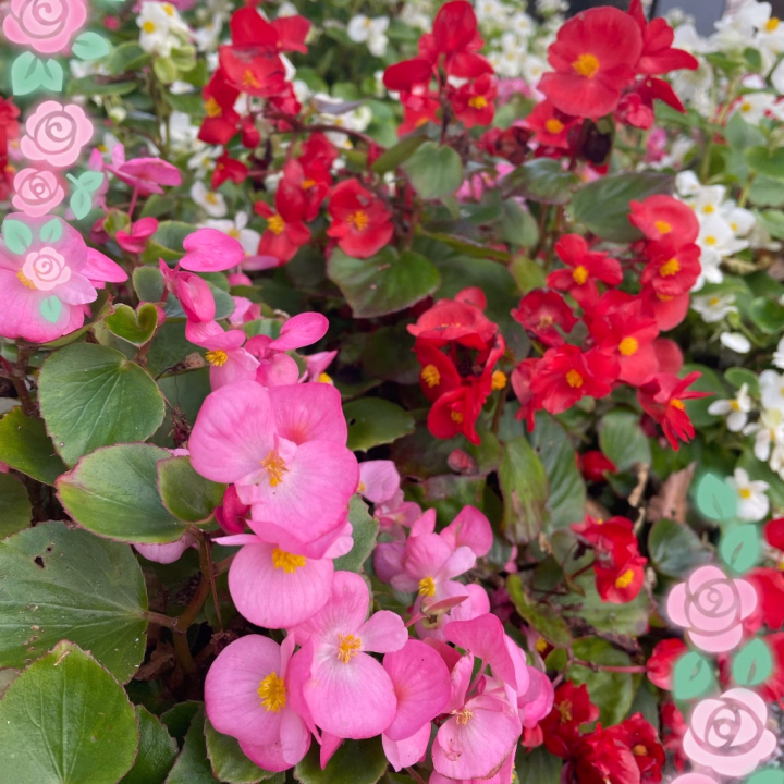 久しぶりに花を見たような気がする🌸
可愛い💖
れいね、花束をもらってみたいんだぁ🥹
叶わない夢だけど🥺
薔薇の花束とか
人生の中で一度はもらってみたい🌹
あとはね
花がいっぱい咲いてる所にも
行ってみたいんだよね~✨
れい、車持ってないから
1人で遠出とかできないから
どっちも叶わない夢だけど
叶ったら
すごく嬉しいなぁ~❣️
お花大好きだから🌸
