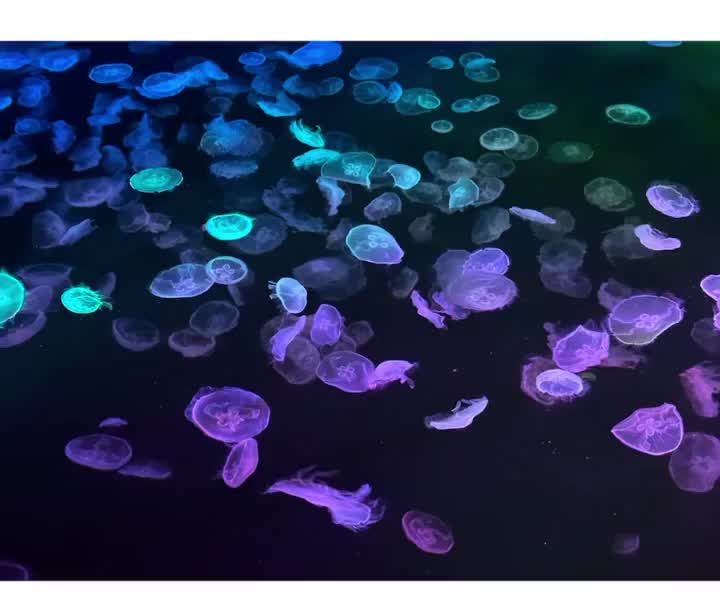 水族館デートする？