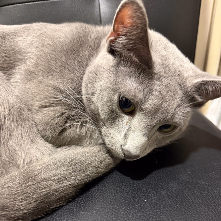 耳から爪の先まで全てが可愛い🐈‍⬛💕

あ、Mット好きなお兄さんは
しっかり足の爪まで
切ってもらえると
女の子喜ぶと思うなぁ😌💕