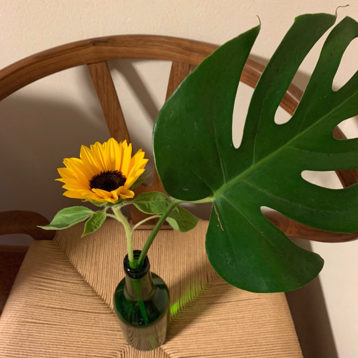家の
植物が元気な人は
その人も元気なんだって
☺️

私も⭐️最近は⭐️
家の植物元気です
😂


 @kagami88i