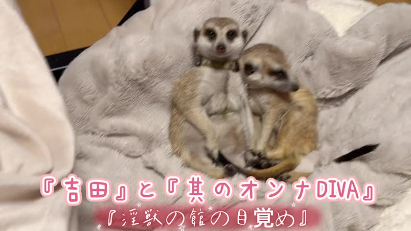 いつも日記読んで下さり有難う御座います♪

日々感謝の毎日です💋マイガール登録していても毎日♡みたよ♡押していても未だお会いした事ないお兄様がたが沢山

♡かやの♡怖くないから
ほんのちょっぴり勇気を出して
子猫🐈‍⬛🐱ちゃんみたいでしょ？
怖がらずに…ってもっと恐怖心煽っちゃう？ならば…

毎日頑張る人、頑張っていない人も
コツコツ努力の積み重ね💋
…ですが偶にはというより基本的には♡かやの♡はエッチな細胞から成り立ってます💞
そう看護師であろうとも風俗嬢であろうとも誇り高く…昂ぶらず…驕らず…憤らず…心がけていますがこれが結構難しい…と言うよりかなり『難しい』
某有名女子高…白◯合で受けた教え
でも今はない実家は仏教だよ…宗派は知らないけど

去年…兄貴2人、姉、母と一気に他界
してしまったから♡かやの♡は「孤児ハッチ」あっ‼️でも子供が2人いますが日本語ができないから、将来的には♡かやの♡独居老人真っしぐら〜

でも何とかなるさだってお兄様方が日記アップしなくなったら、お店も心配してくれるから唯一のライフライン😛💞

本日は12時からです♪
お誘い楽しみにしてます